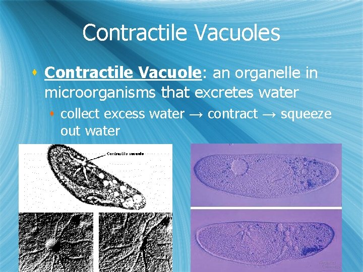 Contractile Vacuoles s Contractile Vacuole: an organelle in microorganisms that excretes water s collect