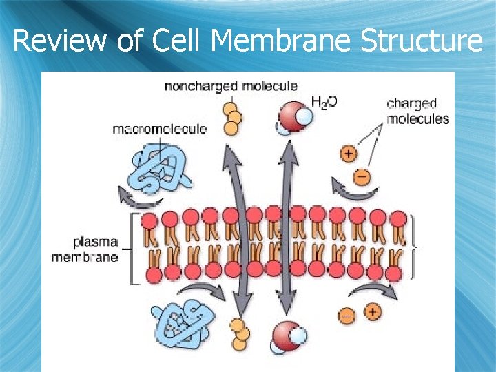 Review of Cell Membrane Structure 