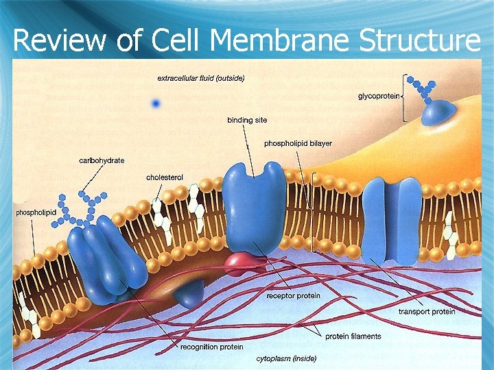 Review of Cell Membrane Structure 