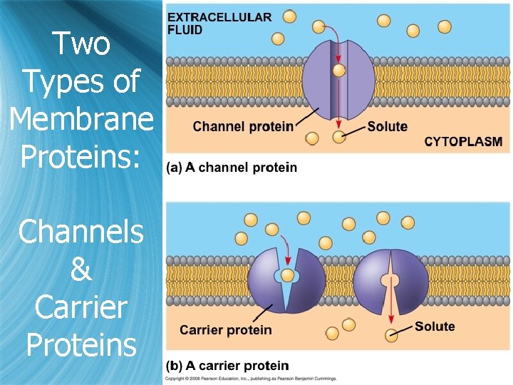 Two Types of Membrane Proteins: Channels & Carrier Proteins 