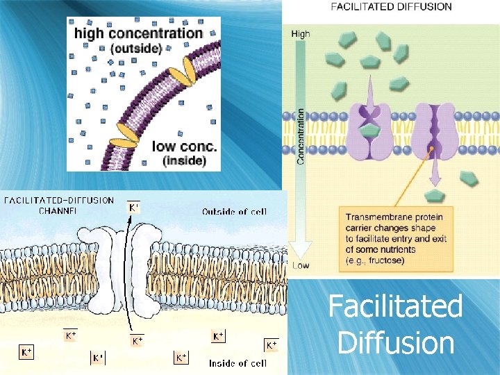 Facilitated Diffusion 