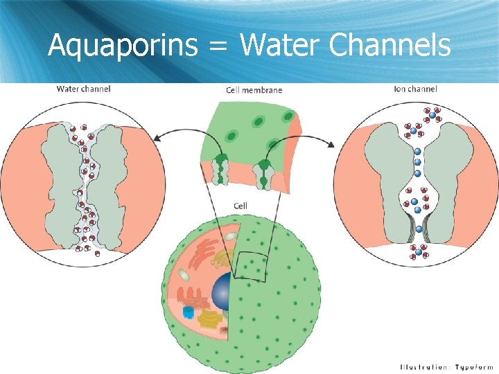 Aquaporins = Water Channels 