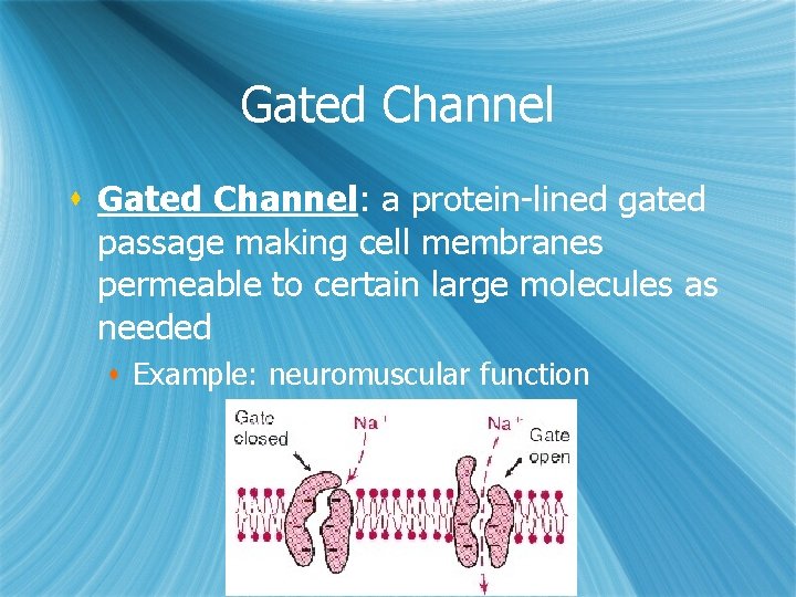 Gated Channel s Gated Channel: a protein-lined gated passage making cell membranes permeable to