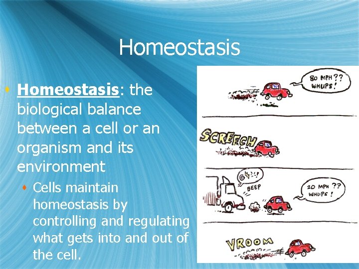 Homeostasis s Homeostasis: the biological balance between a cell or an organism and its