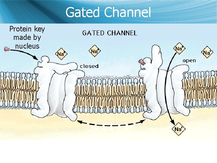 Gated Channel Protein key made by nucleus 