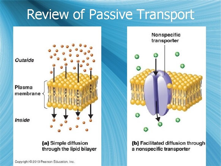 Review of Passive Transport 