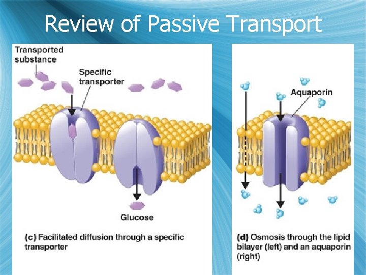 Review of Passive Transport 