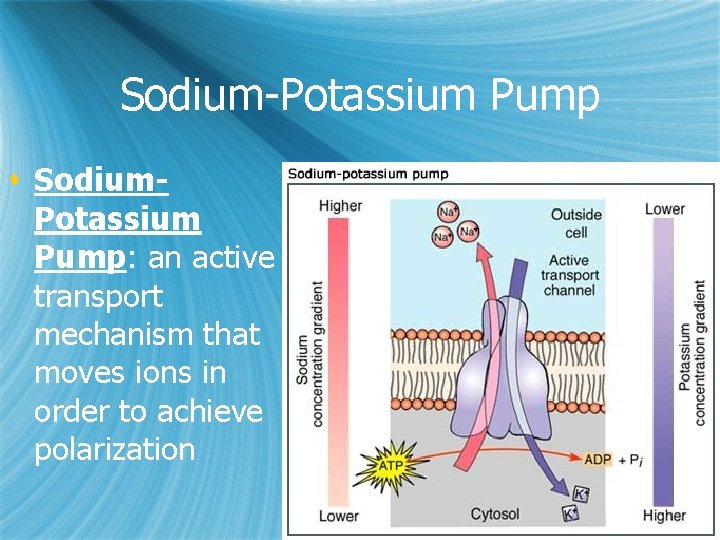 Sodium-Potassium Pump s Sodium. Potassium Pump: an active transport mechanism that moves ions in