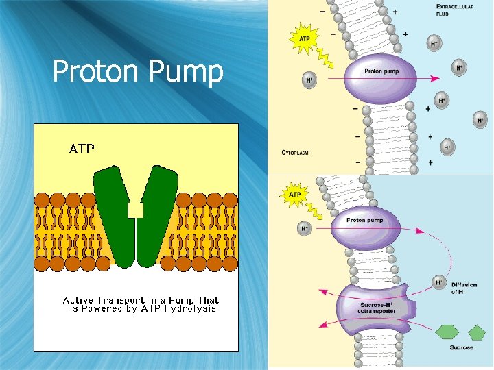Proton Pump 