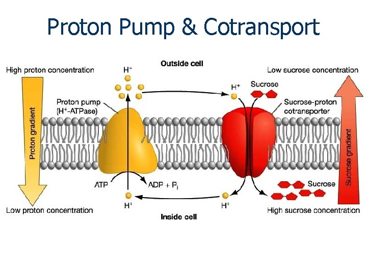 Proton Pump & Cotransport 