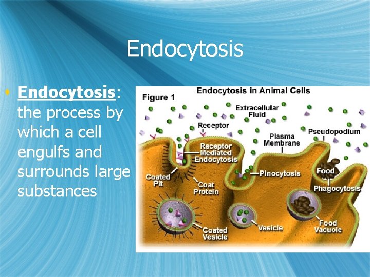 Endocytosis s Endocytosis: the process by which a cell engulfs and surrounds large substances