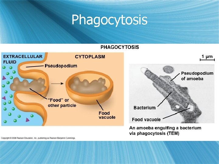 Phagocytosis 