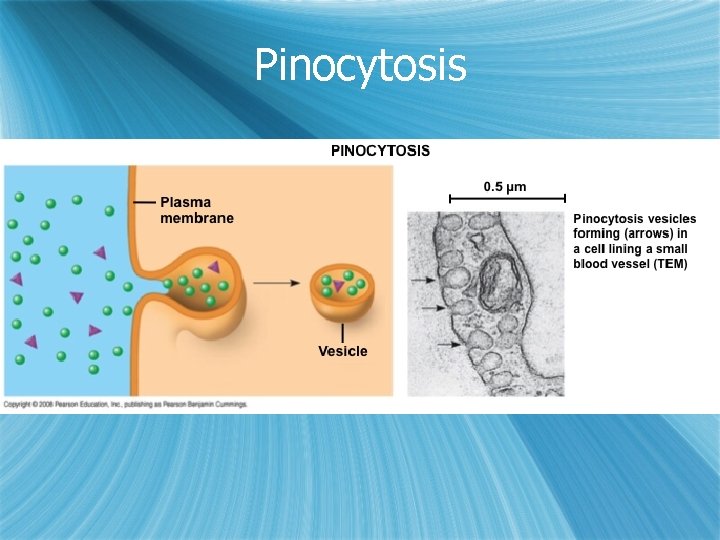 Pinocytosis 