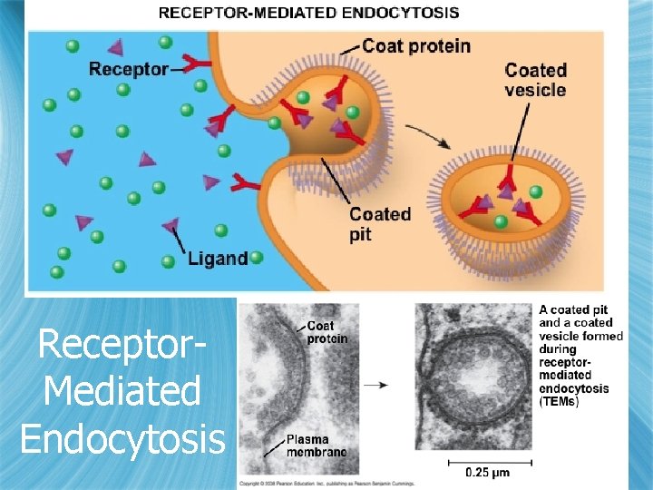 Receptor. Mediated Endocytosis 