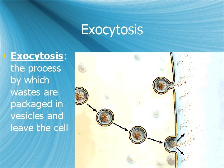 Exocytosis s Exocytosis: the process by which wastes are packaged in vesicles and leave