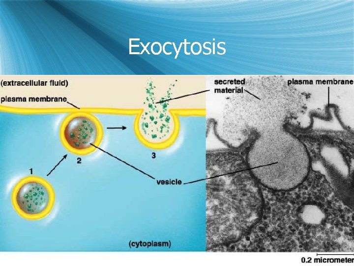 Exocytosis 