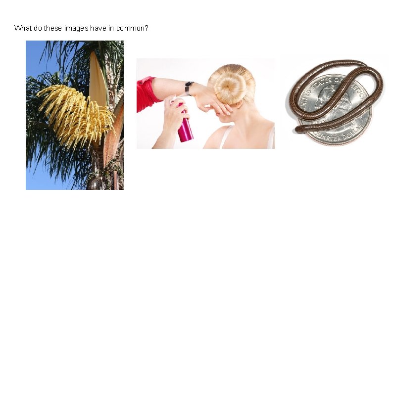 What do these images have in common? 