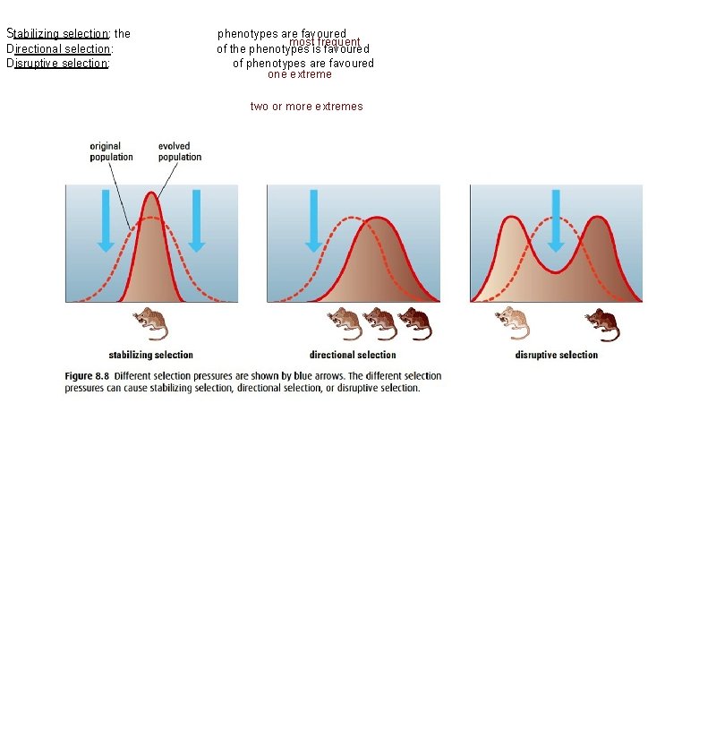 Stabilizing selection: the Directional selection: Disruptive selection: phenotypes are favoured most frequent of the