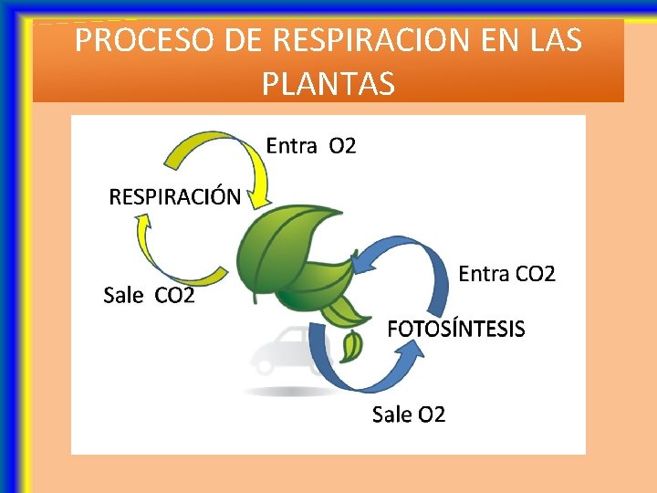 LA RESPIRACIN EN LAS PLANTAS FUENTE DE VIDA
