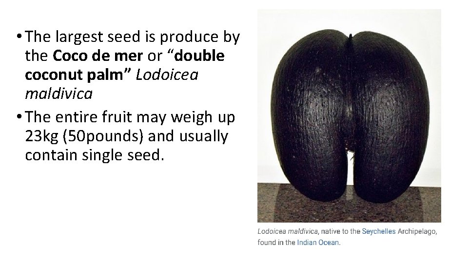 • The largest seed is produce by the Coco de mer or “double