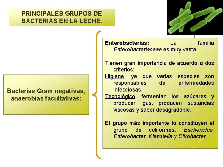 PRINCIPALES GRUPOS DE BACTERIAS EN LA LECHE. Enterobacterias: La familia Enterobacteriaceae es muy vasta.