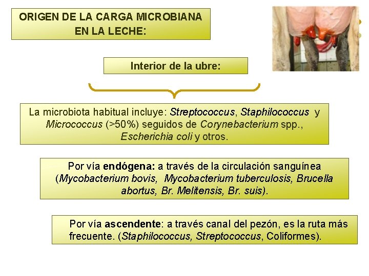 ORIGEN DE LA CARGA MICROBIANA EN LA LECHE: Interior de la ubre: La microbiota