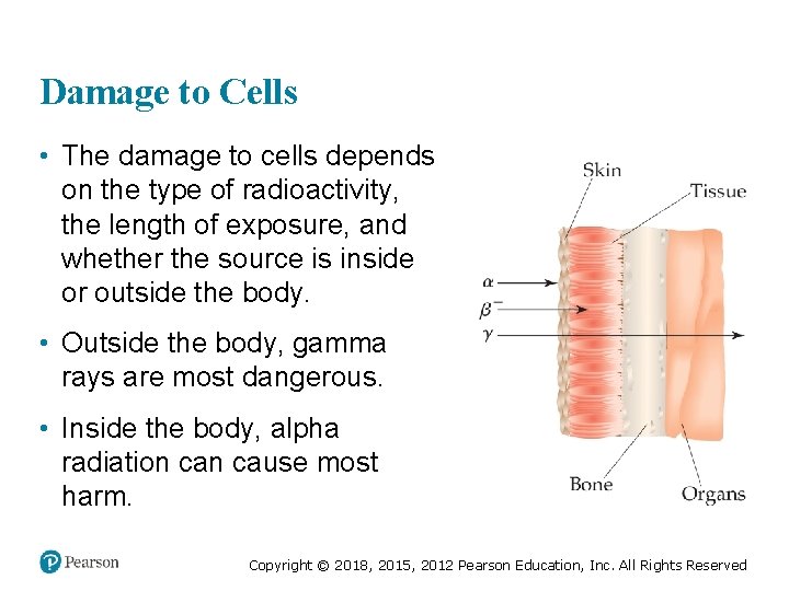 Damage to Cells • The damage to cells depends on the type of radioactivity,