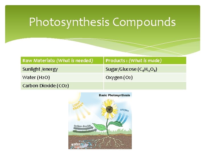 Photosynthesis Compounds Raw Materials: (What is needed) Products : (What is made) Sunlight /energy
