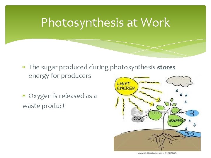 Photosynthesis at Work The sugar produced during photosynthesis stores energy for producers Oxygen is
