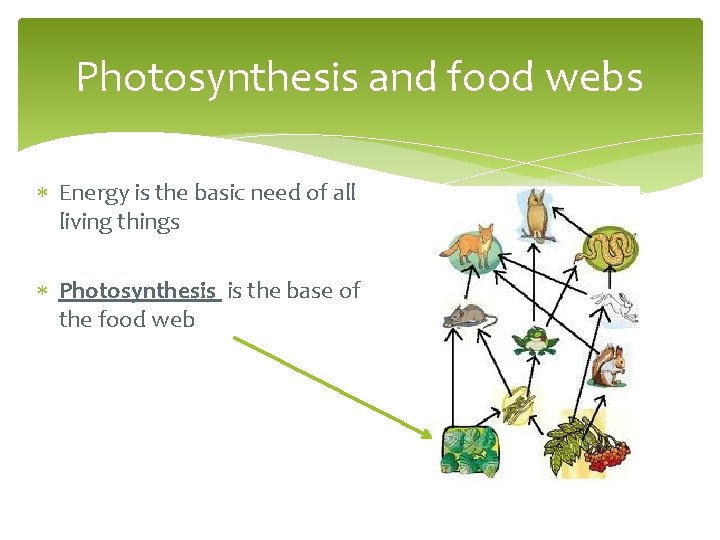 Photosynthesis and food webs Energy is the basic need of all living things Photosynthesis