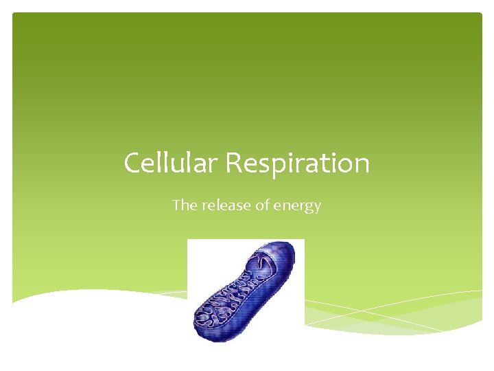 Cellular Respiration The release of energy 