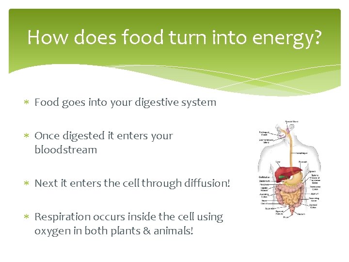 How does food turn into energy? Food goes into your digestive system Once digested