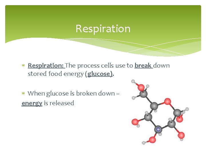 Respiration Respiration: The process cells use to break down stored food energy (glucose). When