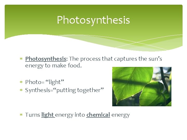 Photosynthesis Photosynthesis: The process that captures the sun’s energy to make food. Photo= “light”