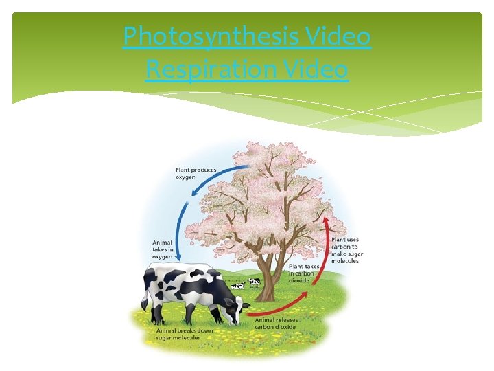 Photosynthesis Video Respiration Video 