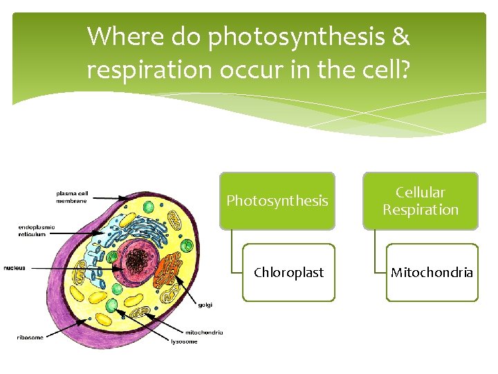 Where do photosynthesis & respiration occur in the cell? Photosynthesis Chloroplast Cellular Respiration Mitochondria
