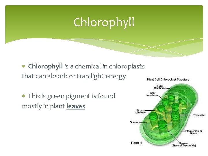 Chlorophyll is a chemical in chloroplasts that can absorb or trap light energy This