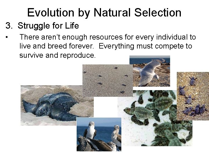 Evolution by Natural Selection 3. Struggle for Life • There aren’t enough resources for