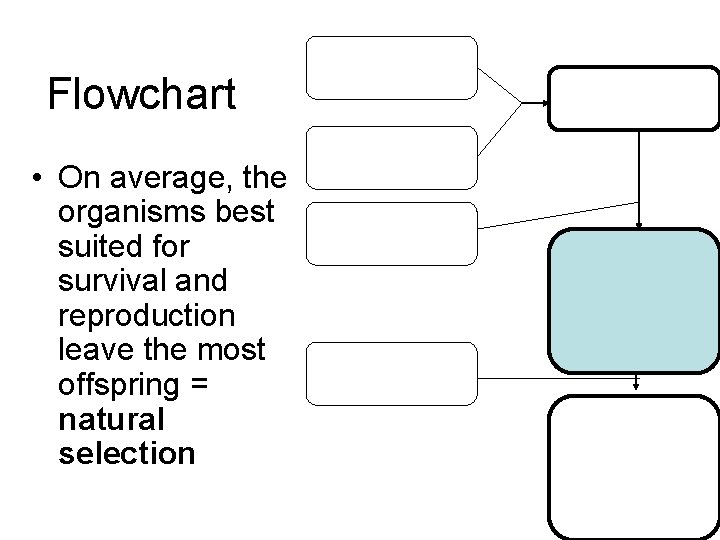 Flowchart • On average, the organisms best suited for survival and reproduction leave the