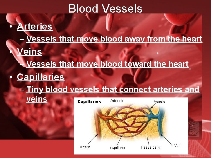 Blood Vessels • Arteries – Vessels that move blood away from the heart •