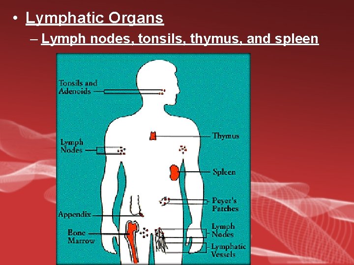  • Lymphatic Organs – Lymph nodes, tonsils, thymus, and spleen 