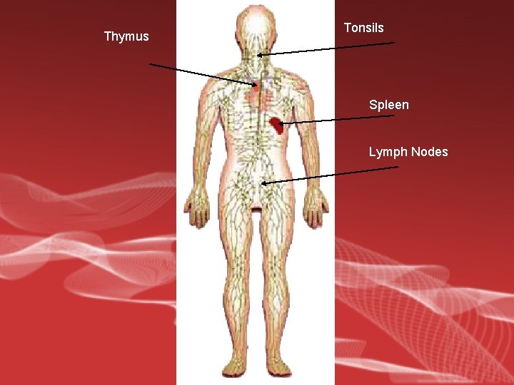 Thymus Tonsils Spleen Lymph Nodes 