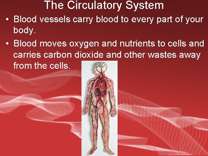 The Circulatory System • Blood vessels carry blood to every part of your body.