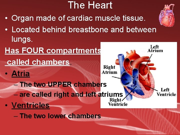The Heart • Organ made of cardiac muscle tissue. • Located behind breastbone and