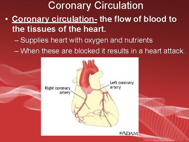 Coronary Circulation • Coronary circulation- the flow of blood to the tissues of the
