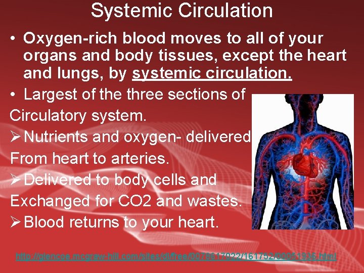 Systemic Circulation • Oxygen-rich blood moves to all of your organs and body tissues,