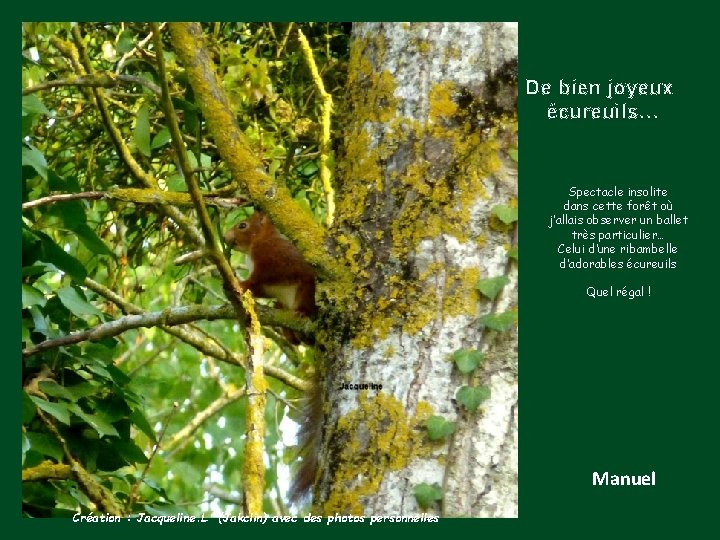 De bien joyeux écureuils… Spectacle insolite dans cette forêt où j’allais observer un ballet