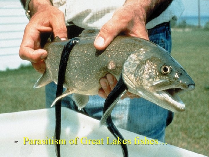 Parasitism of Great Lakes fishes… 