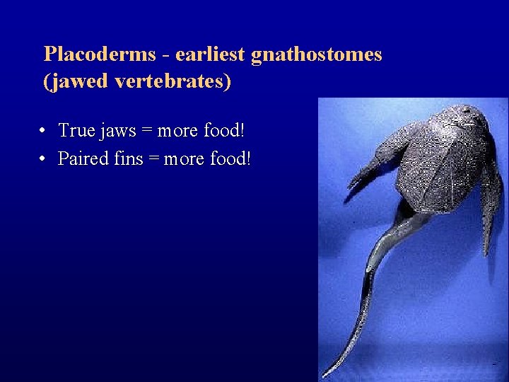 Placoderms - earliest gnathostomes (jawed vertebrates) • True jaws = more food! • Paired