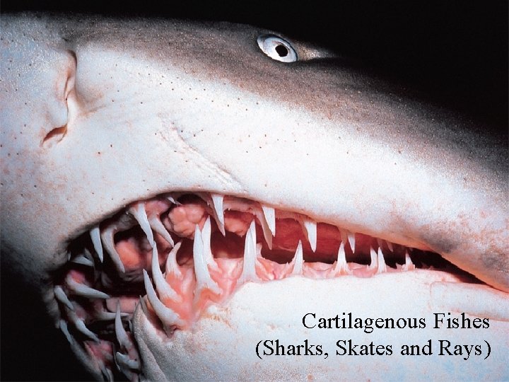 Cartilagenous Fishes (Sharks, Skates and Rays) 